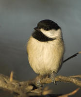 Image of: Parus carolinensis (Carolina chickadee)