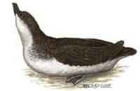 Image of: Pelecanoides urinatrix (common diving petrel)