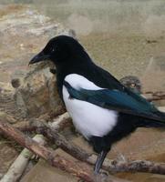 Image of: Pica hudsonia (black-billed magpie)