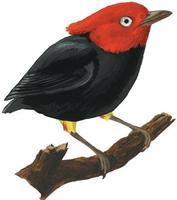 Image of: Pipra cornuta (scarlet-horned manakin)