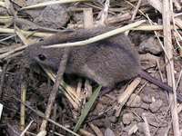 Apodemus agrarius - Striped Field Mouse