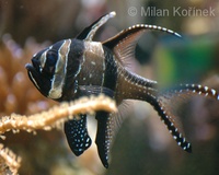 Pterapogon kauderni - Banggai Cardinal Fish