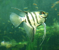 Pterophyllum scalare - Black Angelfish