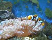 Amphiprion percula - Blackfinned Clownfish