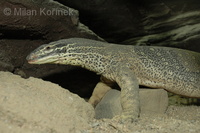 Varanus panoptes horni - Horn's Monitor