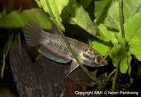 Betta pallida