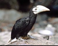 Palawan Hornbill - Anthracoceros marchei