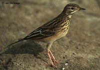 Blyth's Pipit - Anthus godlewskii