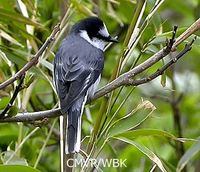 Ashy Minivet - Pericrocotus divaricatus