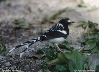 Spotted Forktail - Enicurus maculatus