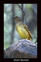 Western Bowerbird