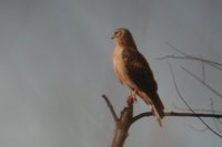 Northern Harrier - Circus cyaneus