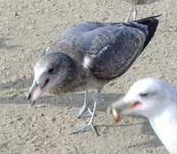 California Gull - Larus californicus