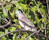 Emerald-spotted Wood-Dove - Turtur chalcospilos