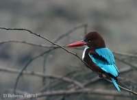 White-throated Kingfisher - Halcyon smyrnensis