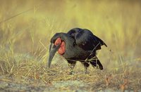 Southern Ground-Hornbill - Bucorvus leadbeateri