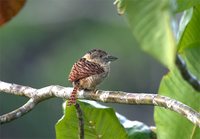 Barred Puffbird - Nystalus radiatus