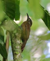 Plain-brown Woodcreeper - Dendrocincla fuliginosa