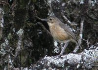 Tawny Antpitta - Grallaria quitensis