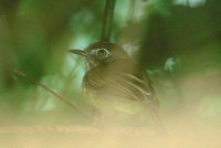 Stripe-necked Tody-Tyrant - Hemitriccus striaticollis