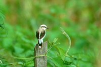 Masked Water-Tyrant - Fluvicola nengeta