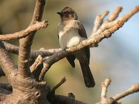 Common Bulbul - Pycnonotus barbatus