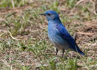 Mountain Bluebird - Sialia currucoides