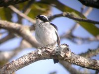 Little Pied Flycatcher - Ficedula westermanni