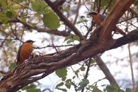 White-browed Robin-Chat - Cossypha heuglini