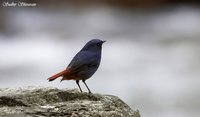 Plumbeous Redstart - Rhyacornis fuliginosus