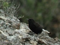 Black Wheatear - Oenanthe leucura