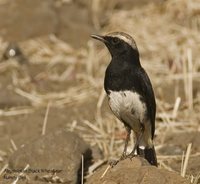 Mourning Wheatear - Oenanthe lugens