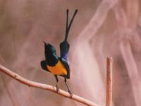 Nile Valley Sunbird - Hedydipna metallica