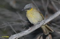 Gray-headed Honeyeater - Lichenostomus keartlandi