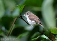 Tiger Shrike - Lanius tigrinus