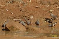 Zebra Finch - Taeniopygia guttata