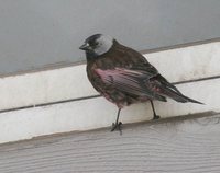 Gray-crowned Rosy-Finch - Leucosticte tephrocotis