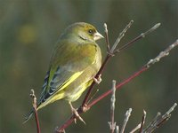 European Greenfinch - Carduelis chloris