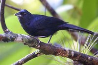 Ruby-crowned Tanager - Tachyphonus coronatus