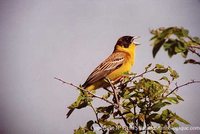 Black-headed Bunting - Emberiza melanocephala