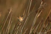 *NEW* Grass Wren