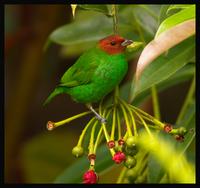 Bay-headed-Tanager 2
