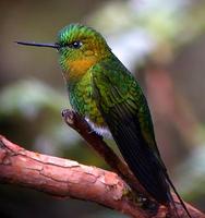 Golden-breasted Puffleg