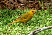 Saffron  finch