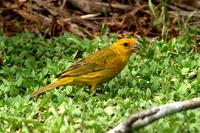 Saffron  finch