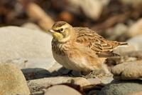 Horned Lark