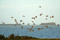 Whimbrel