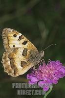 Chazara briseis foraging for nectar stock photo