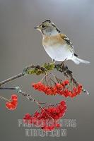 Brambling ( Fringilla montifringilla ) on rowan twig ( Sorbus aucuparia ) with red berries stock...