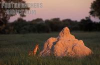 ...Black backed jackal next to termite mound , Canis mesomelas , Hwange National Park , Zimbabwe st